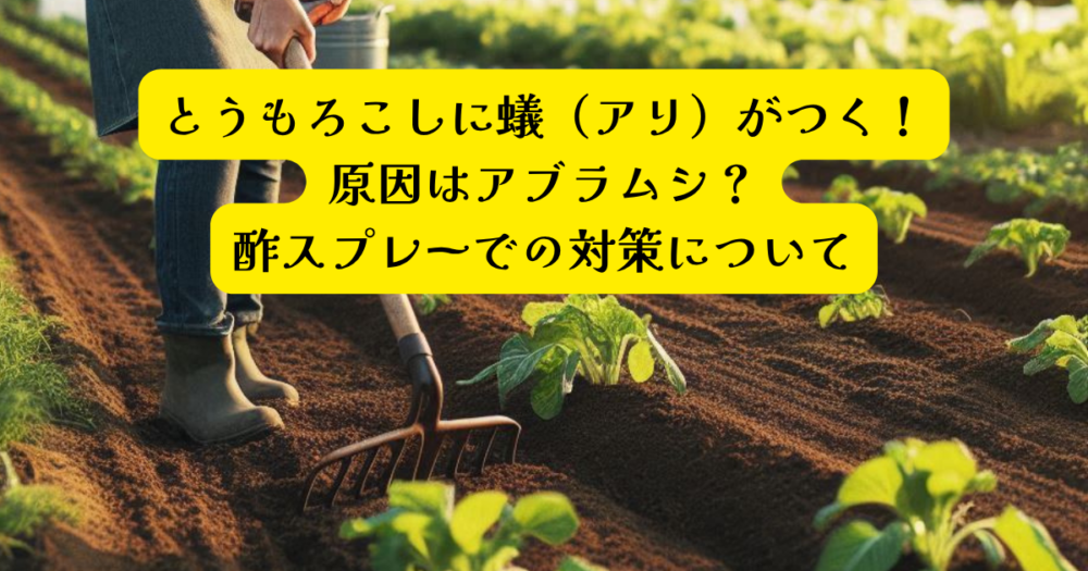 とうもろこしアリの酢対策アイキャッチ