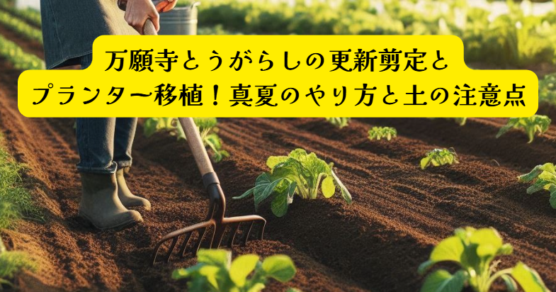 万願寺とうがらし移植アイキャッチ