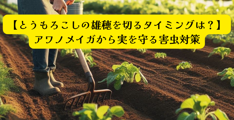 とうもろこし雄穂切るタイミングアイキャッチ