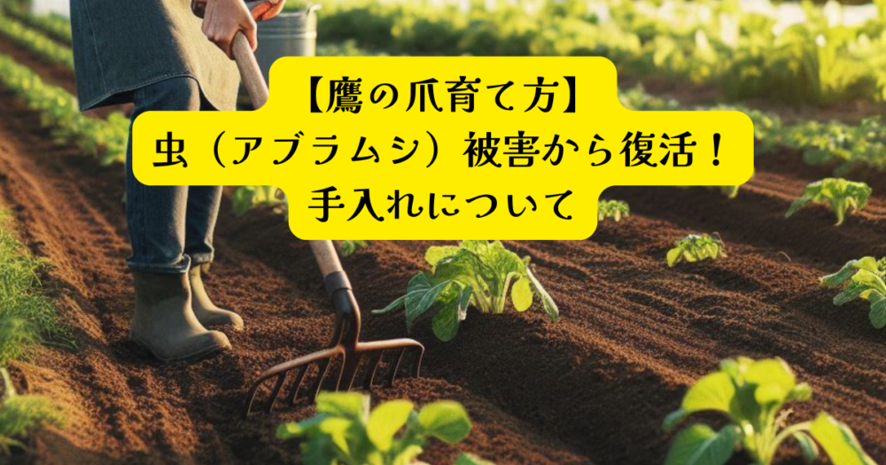 鷹の爪アブラムシアイキャッチ