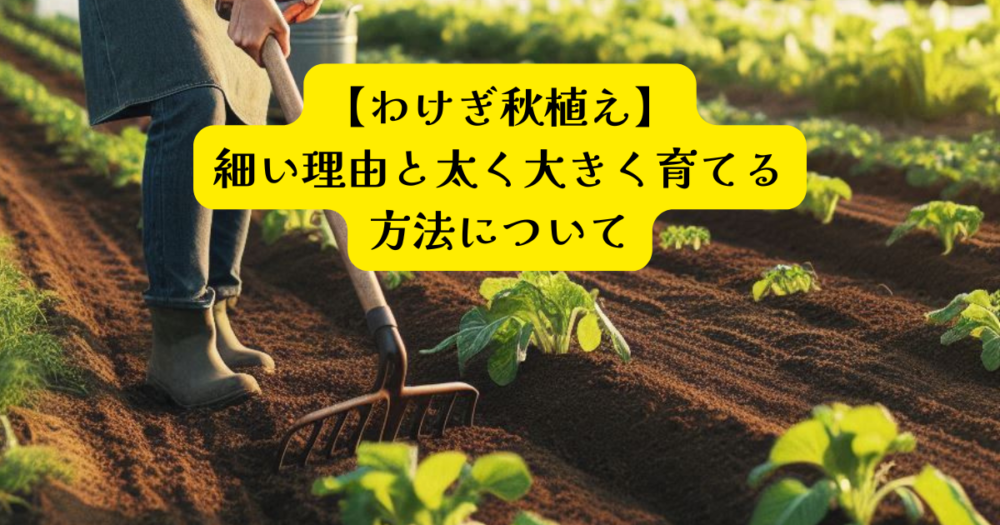 わけぎ細い原因アイキャッチ