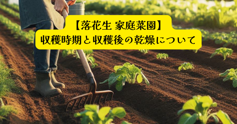 落花生収穫時期と乾燥アイキャッチ