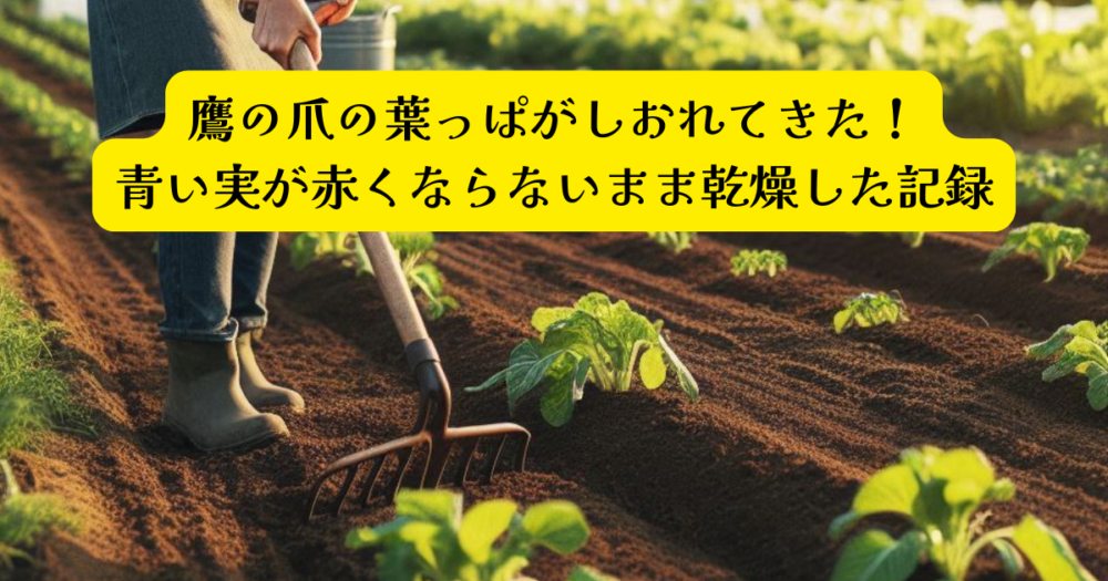鷹の爪赤くならないアイキャッチ